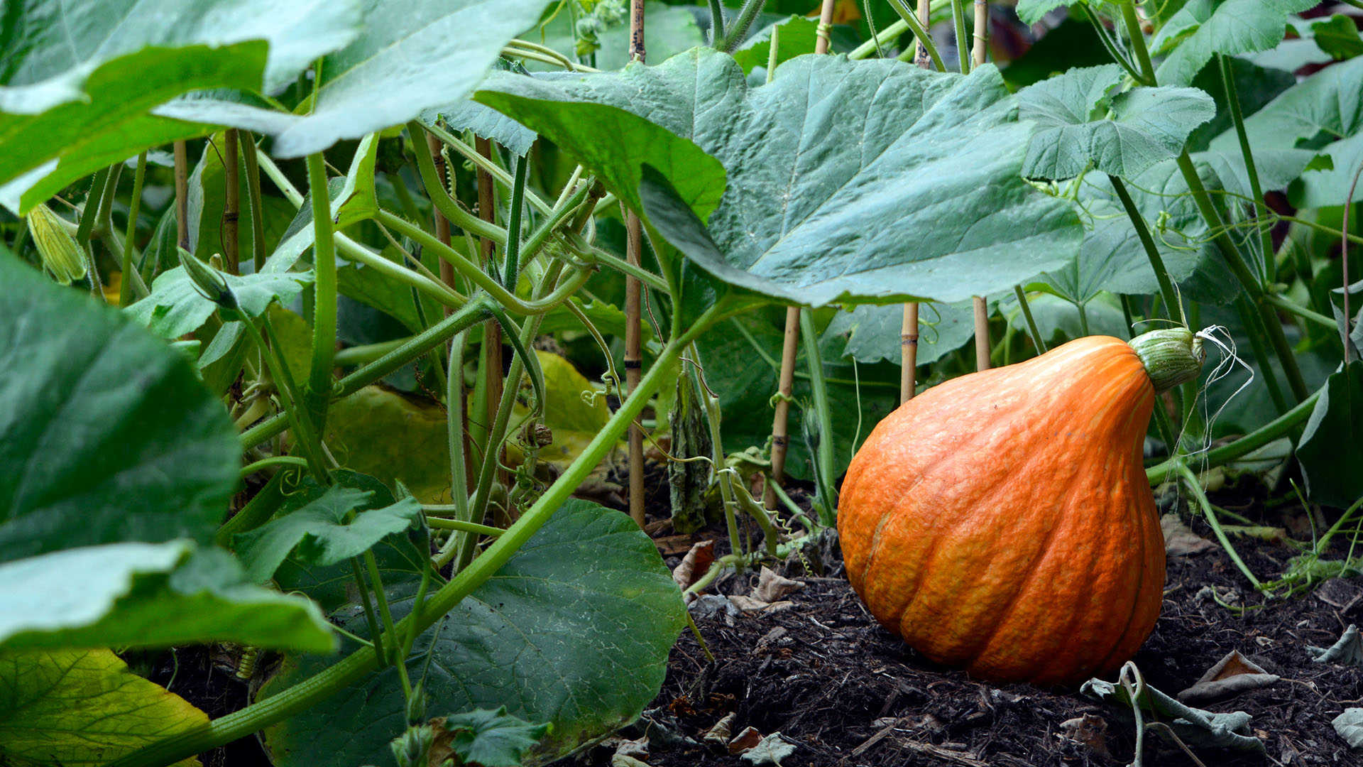 Einen Gartenkürbis anbauen und pflegen Urwald in Dosen