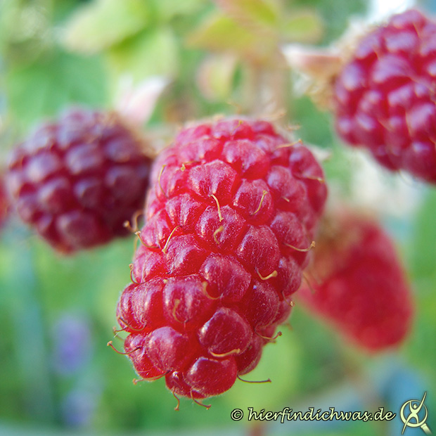 Tayberry im Garten anbauen