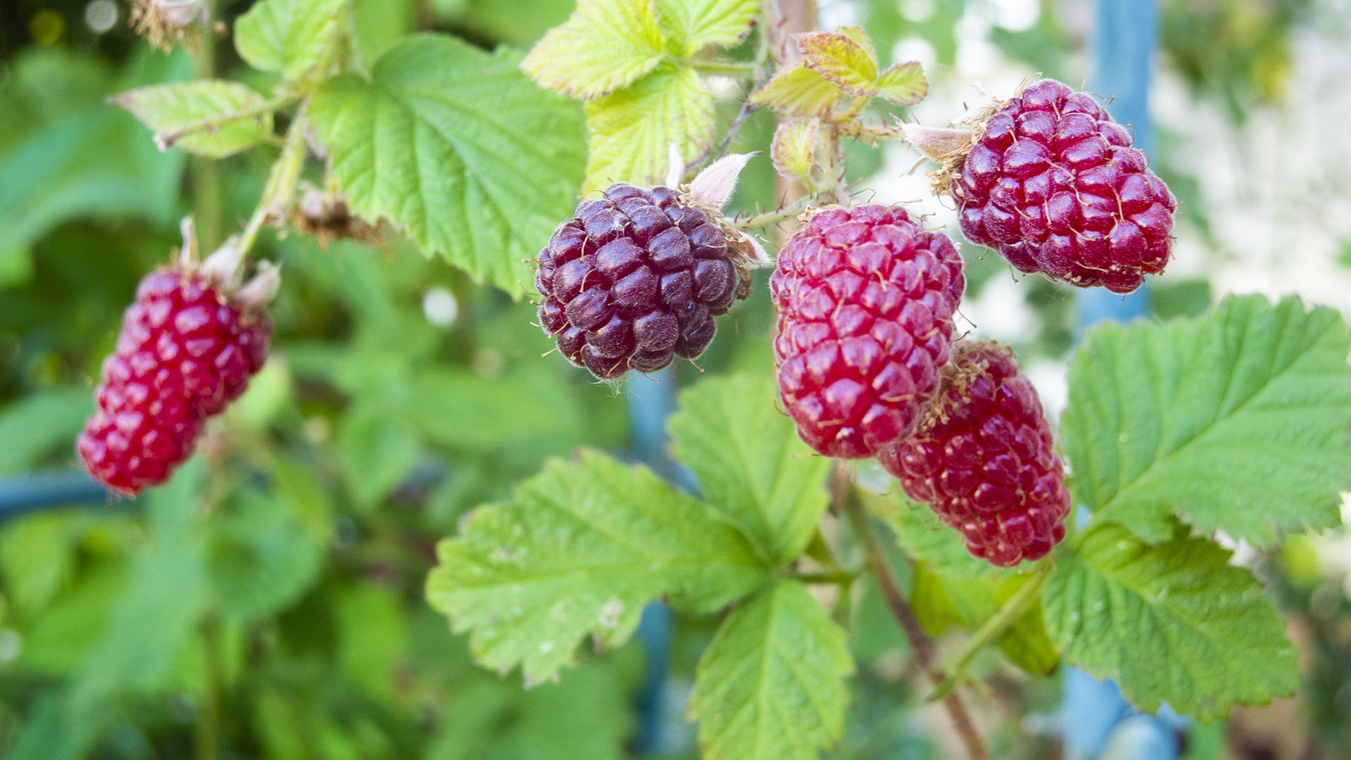 Taybeere im Garten anpflanzen und pflegen